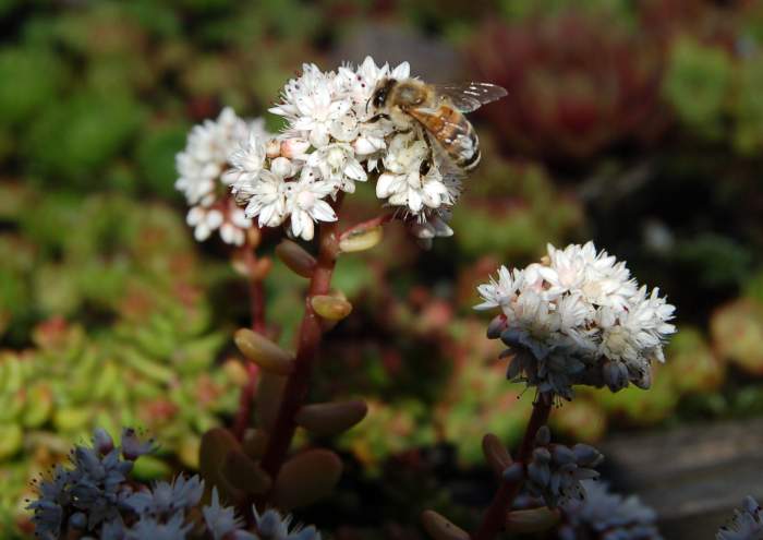 Sempervivum Dachwurz Hauswurz